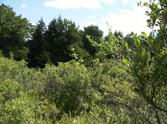 community photo